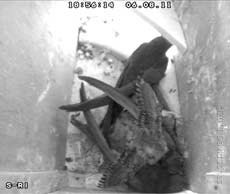 Swift chick stretches its wings, 6 August 2011