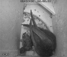 Swift chick displaced from nest cup tonight, 6 August 2011