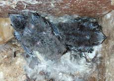 Swift chicks (14/15 days old), 6 August 2011