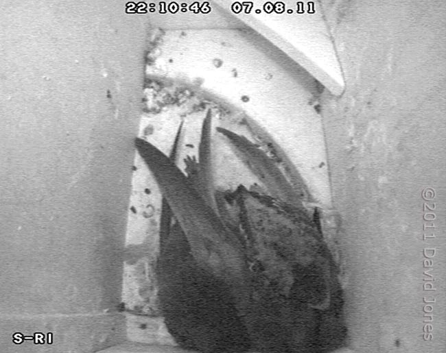 Swifts settled for the night, 7 August 2011