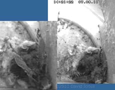 Swift chicks - first wing flapping (at 15 days), 7 august 2011