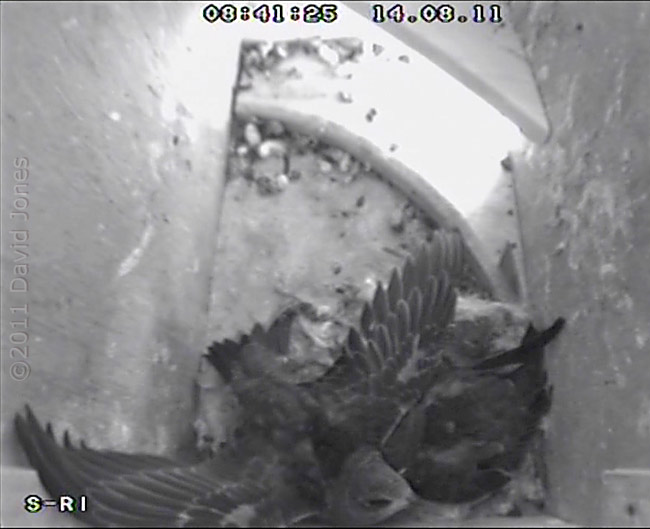A 23 day old Swift chick stretches a wing, 14 August 2011