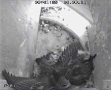 A 23 day old Swift chick stretches a wing, 14 August 2011