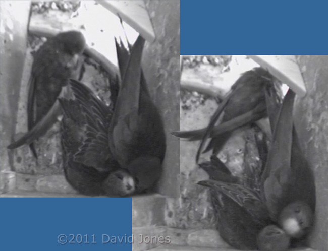 Swifts - mutual preening between parent and chick, 15 August 2011