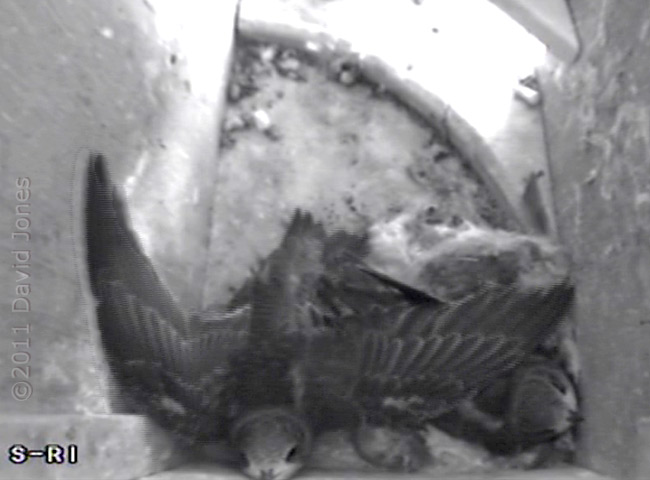 Swift chick (14 Day) - wing stretching, 15 August 2011