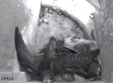 Swift chick (14 Day) - wing stretching, 15 August 2011