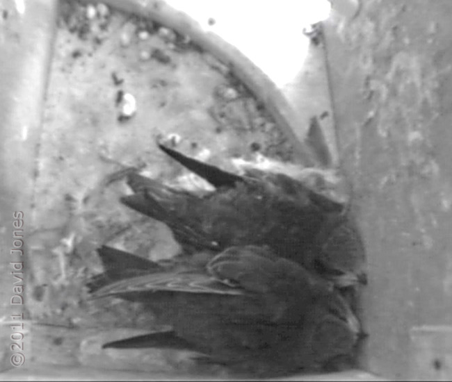 Swift chicks in nest, 15 August 2011