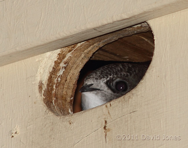 Swift chick looking out this evening - 2, 21 August, 2011