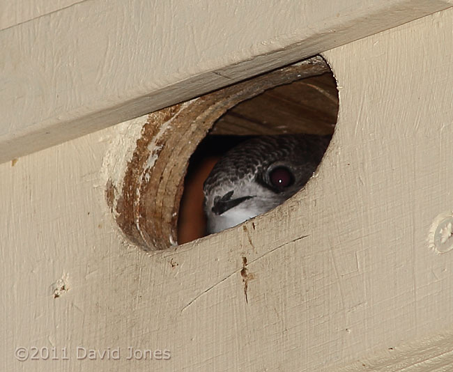 Swift chick looking out this evening, 21 August, 2011
