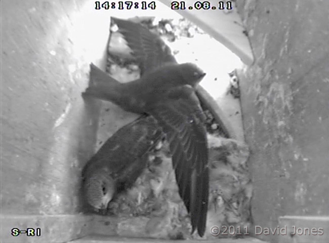 Swift chicks - wing excercise -1, 21 August, 2011
