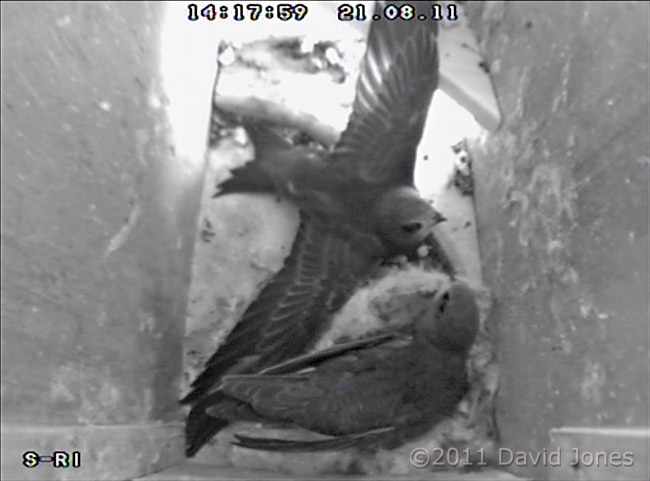 Swift chicks - wing excercise -2, 21 August, 2011