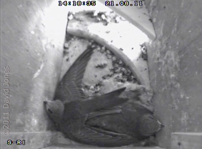 Swift chicks - wing excercise -3, 21 August, 2011