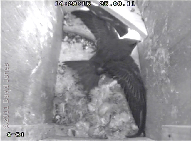 Swift chick stretches across diagonal of box, 25 August 2011