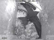Swift chick stretches across diagonal of box, 25 August 2011