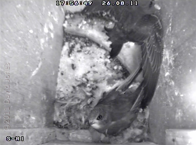 Swift chicks climbs onto ledge over box entrance, 26 August 2011