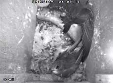 Swift chicks climbs onto ledge over box entrance, 26 August 2011