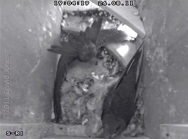 A Swift chick exercises its tail muscles, 26 August 2011