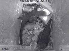 A Swift chick exercises its tail muscles, 26 August 2011