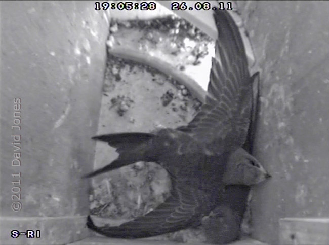 A Swift chick exercises its tail muscles (2), 26 August 2011
