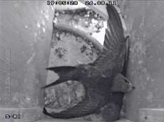 A Swift chick exercises its tail muscles (2), 26 August 2011