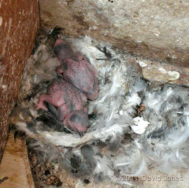 5/6 day old Swift chicks on nest, 28 July 2011