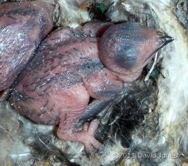 5/6 day old Swift chicks on nest - close-up of older sibling, 28 July 2011