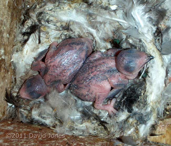 5/6 day old Swift chicks on nest - close-up, 28 July 2011