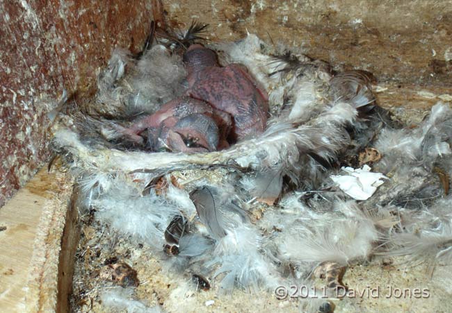 5/6 day old Swift chicks in nest - lateral view-1, 28 July 2011