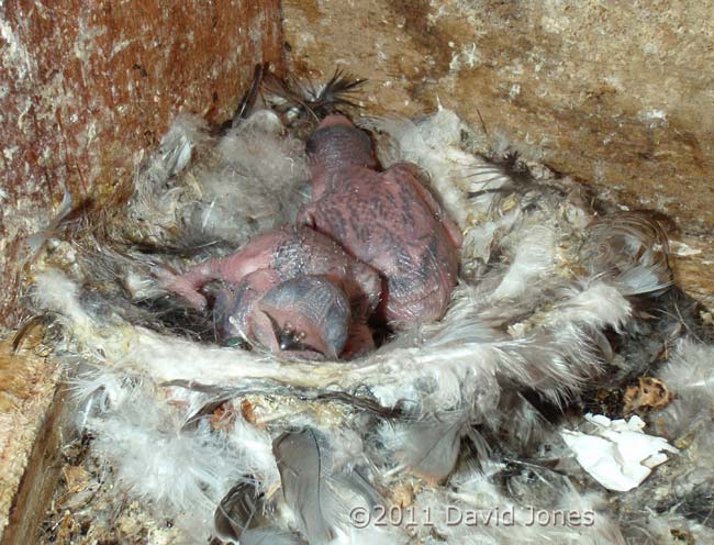 5/6 day old Swift chicks in nest - lateral view-2, 28 July 2011