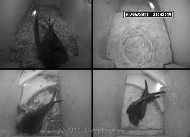 A Swift visits SW-ri, 1 June