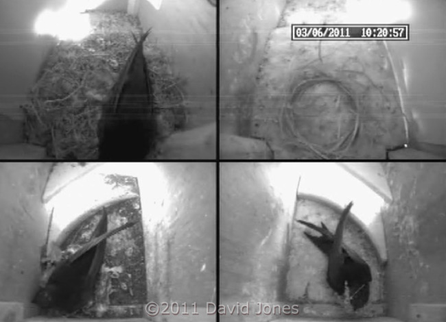 A Swift with thistledown(?) visits SW-ri, 3 June