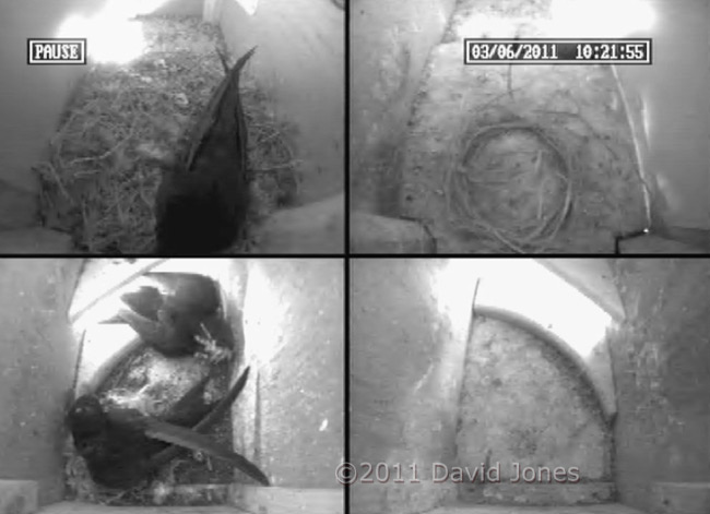 Male Swift returns to SW-le with thistledown(?), 3 May