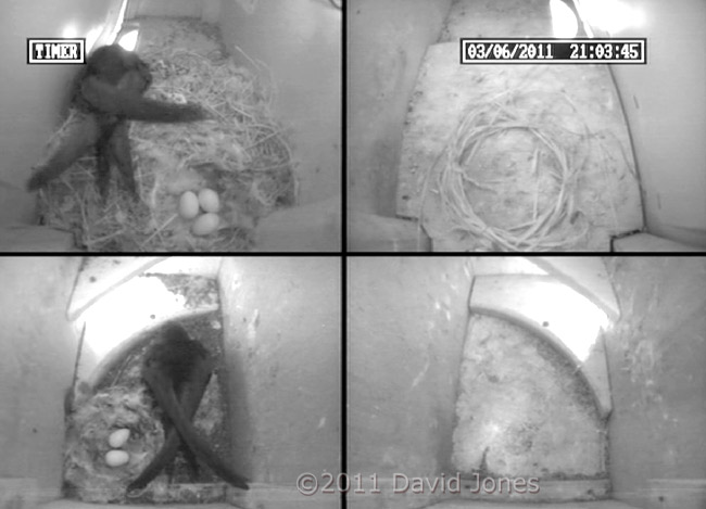 The eggs visible in the Swift boxes tonight, 3 May