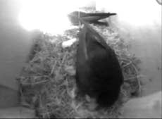 First Swift chick hatched between 5/5.20pm, 4 June