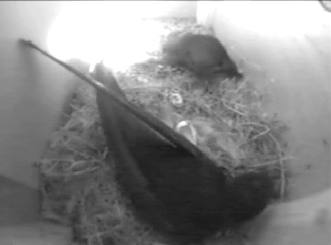 shell revealed after first Swift egg hatches, 4 June