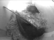 shell revealed after first Swift egg hatches, 4 June