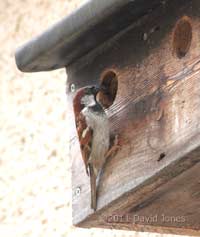 Male Sparrow at terrace nest box, 4 June