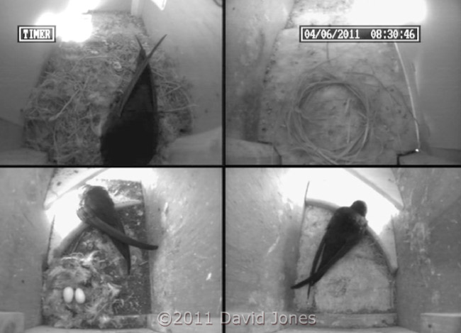 A visitor to SW-ri this morning, 4 June