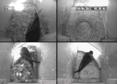 A visitor to SW-ri this morning, 4 June