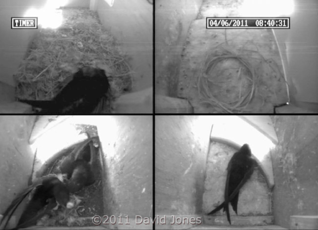 Male Swift returns to SW-le with feather, 4 June