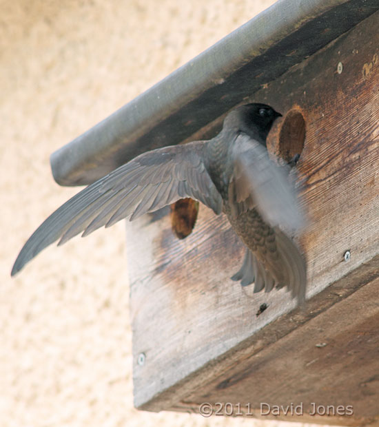 Swift at Sparrow nest box terrace - 1, 4 June