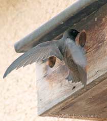 Swift at Sparrow nest box terrace, 4 June