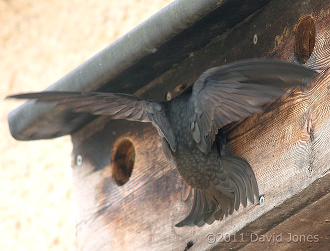 Swift at Sparrow nest box terrace - 2, 4 June