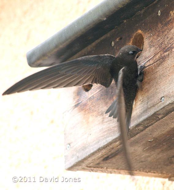 Swift at Sparrow nest box terrace - 3, 4 June
