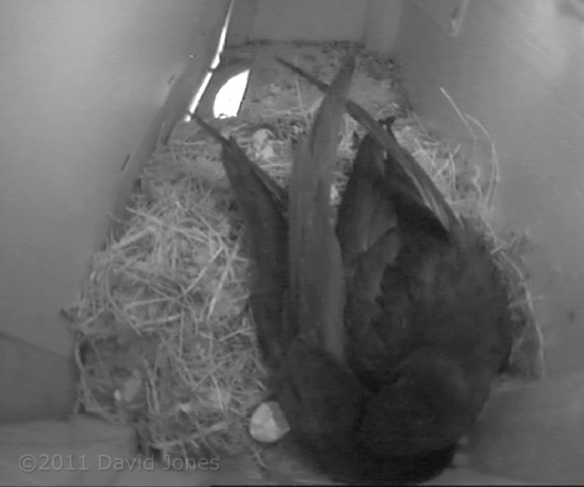 Broken shell indicates that second egg has hatched, 5 June