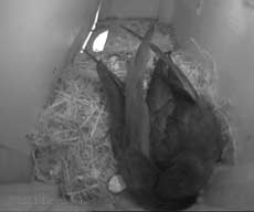 Broken shell indicates that second egg has hatched, 5 June