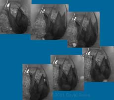 Egg shell thrown away from nest cup, 5 June