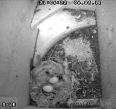 Swift nest (SW-le) with eggs tonight, 6 June