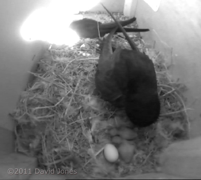 Swift parents, chicks and egg in SW-up, 6 June