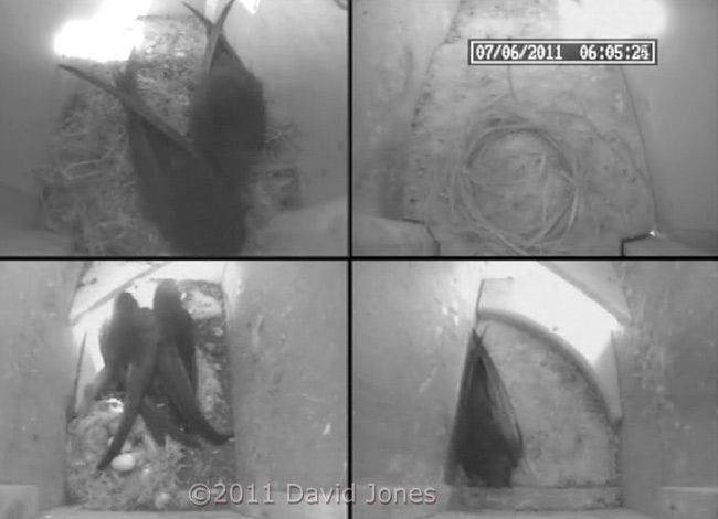 A Swift visits SW-ri early this morning, 7 June